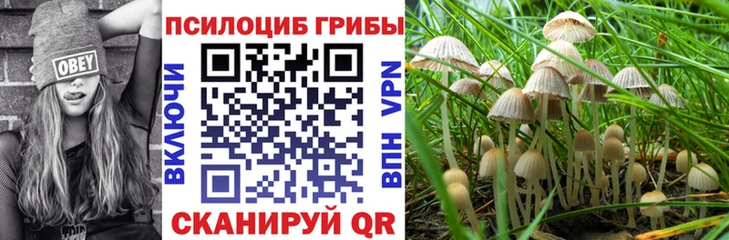 Купить закладки  Новоузенск  Галлюциногенные грибы Psilocybe 